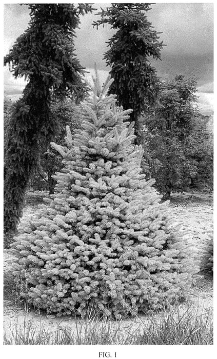 Figure 1 of US plant patent PP34883, the photograph of INMoHoop printed in the patent.