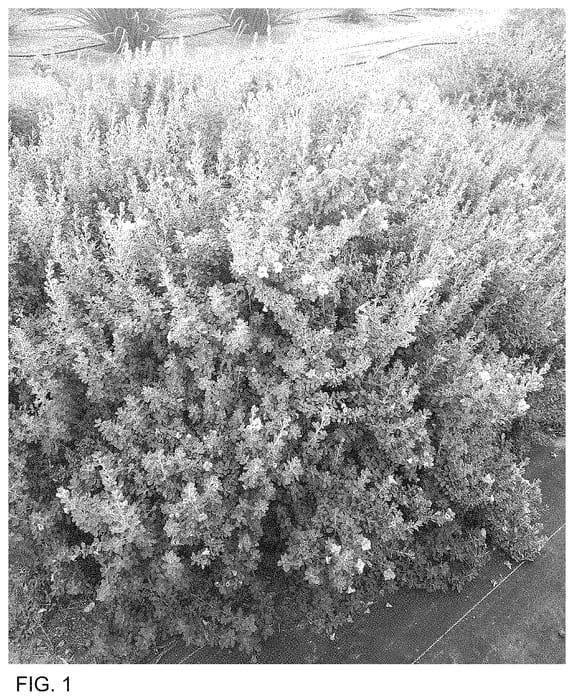 Figure 1 of US plant patent PP34884, the photograph of MSWNHelei printed in the patent.