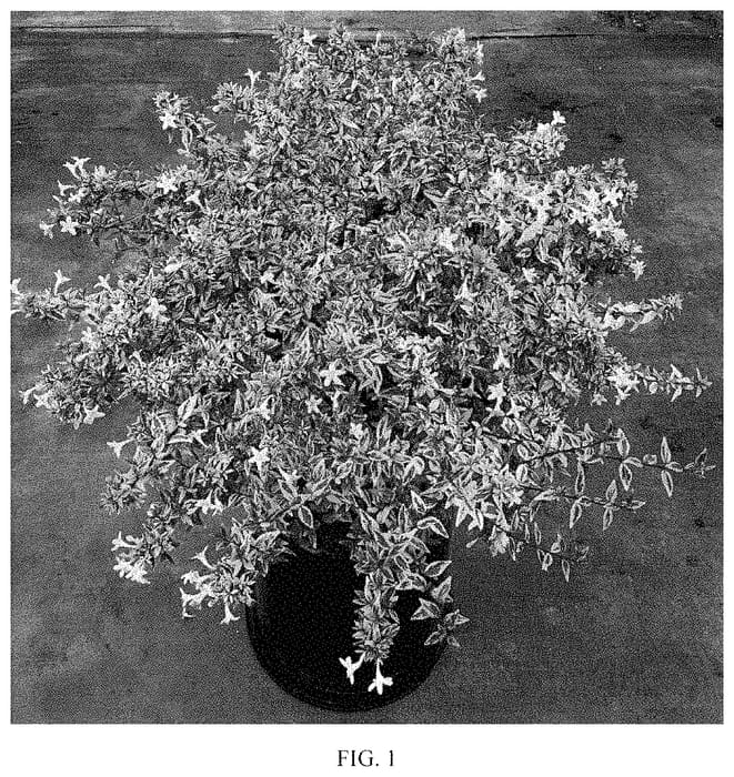 Figure 1 of US plant patent PP34885, the photograph of Rhabpe22 printed in the patent.