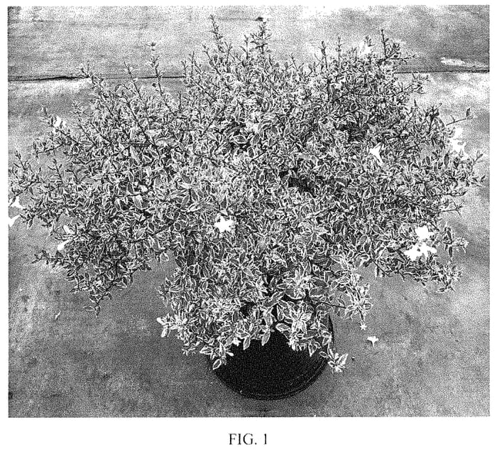 Figure 1 of US plant patent PP34886, the photograph of Pink printed in the patent.