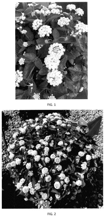 Figure 1 of US plant patent PP34887, the photograph of LANZ0042 printed in the patent.
