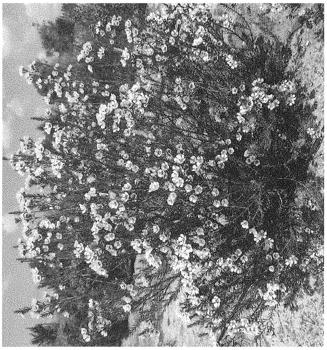 Figure 1 of US plant patent PP34888, the photograph of GIL printed in the patent.