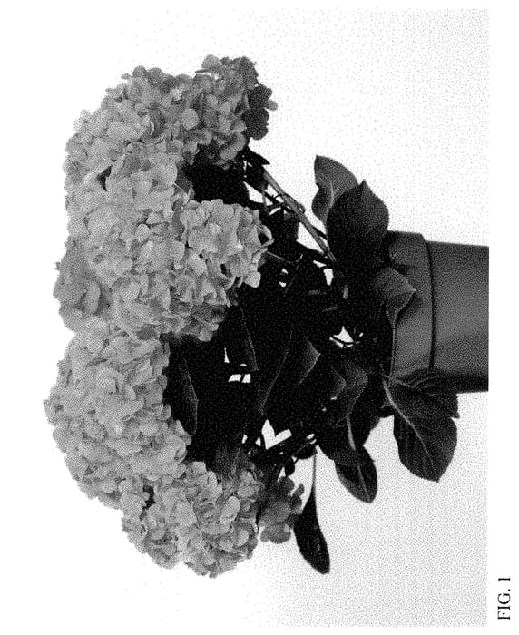 Figure 1 of US plant patent PP34889, the photograph of HI HORIZON printed in the patent.