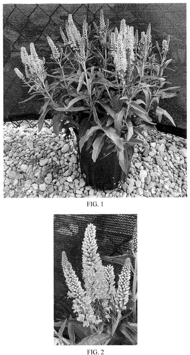 Figure 1 of US plant patent PP34890, the photograph of Balskywink printed in the patent.