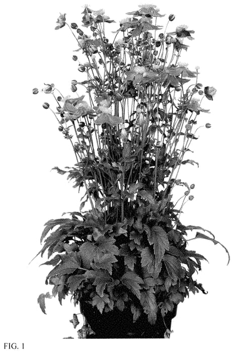 Figure 1 of US plant patent PP34891, the photograph of IFANFA printed in the patent.