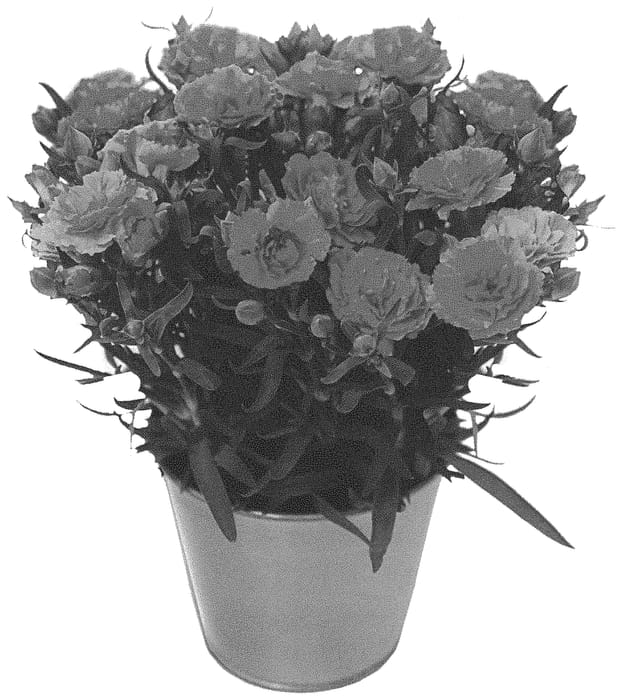 Figure 1 of US plant patent PP34892, the photograph of KLEDP21367 printed in the patent.
