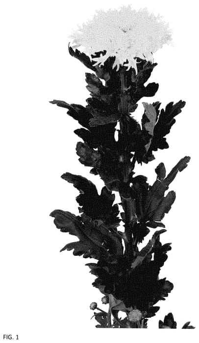 Figure 1 of US plant patent PP34893, the photograph of DLFESKO2 printed in the patent.
