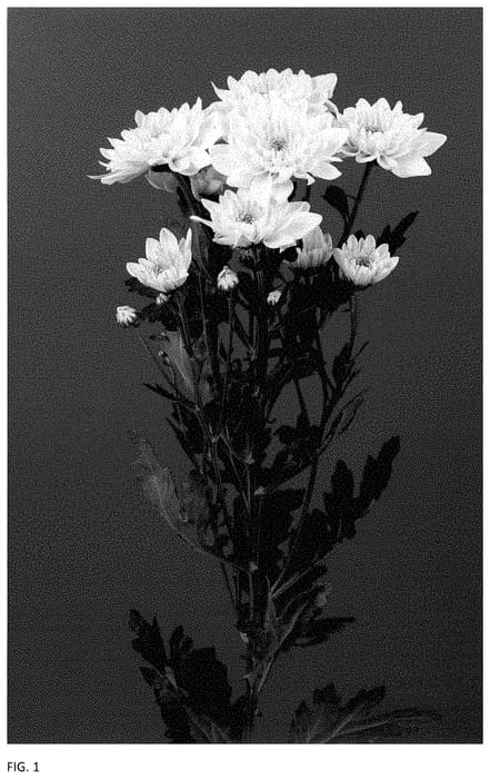 Figure 1 of US plant patent PP34894, the photograph of DLFDORO3 printed in the patent.