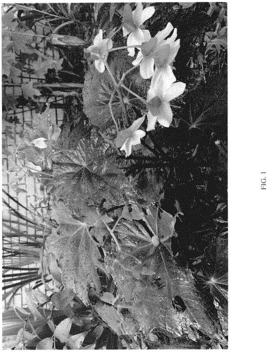 Figure 1 of US plant patent PP34895, the photograph of Harvest Moon printed in the patent.