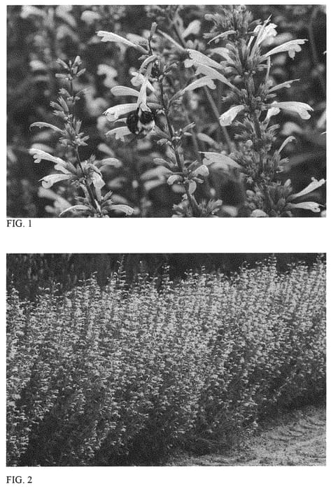 Figure 1 of US plant patent PP34896, the photograph of Queen Nectarine printed in the patent.
