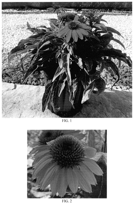 Figure 1 of US plant patent PP34897, the photograph of Balsompred printed in the patent.