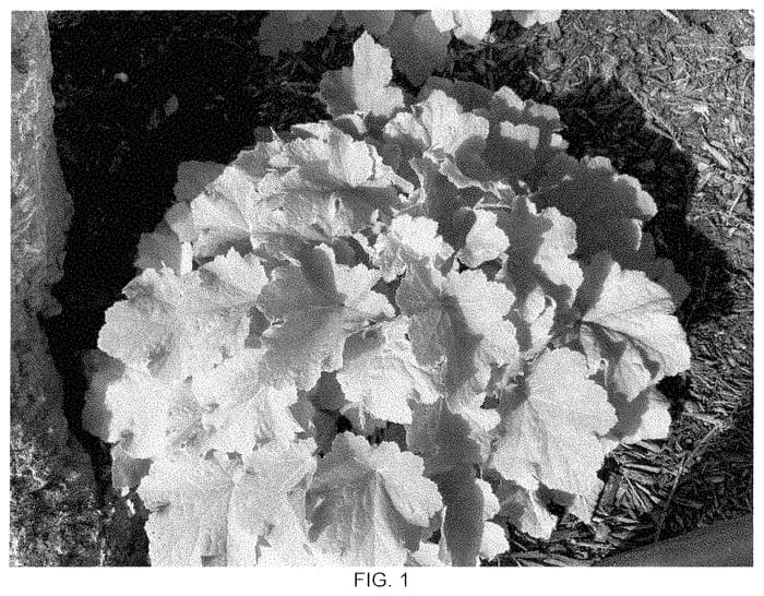 Figure 1 of US plant patent PP34898, the photograph of Grateful Gathering printed in the patent.