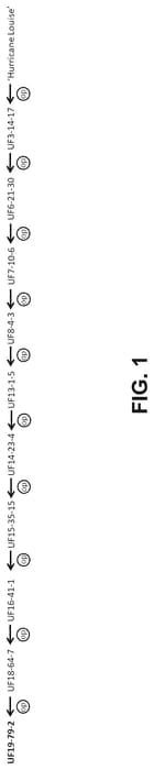 Figure 1 of US plant patent PP34899, the photograph of UF19-79-2 printed in the patent.