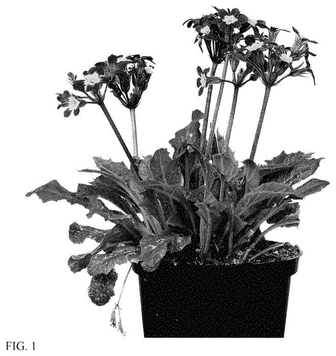 Figure 1 of US plant patent PP34900, the photograph of IFPROB printed in the patent.