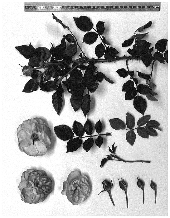 Figure 1 of US plant patent PP34901, the photograph of Royal Sunrise printed in the patent.