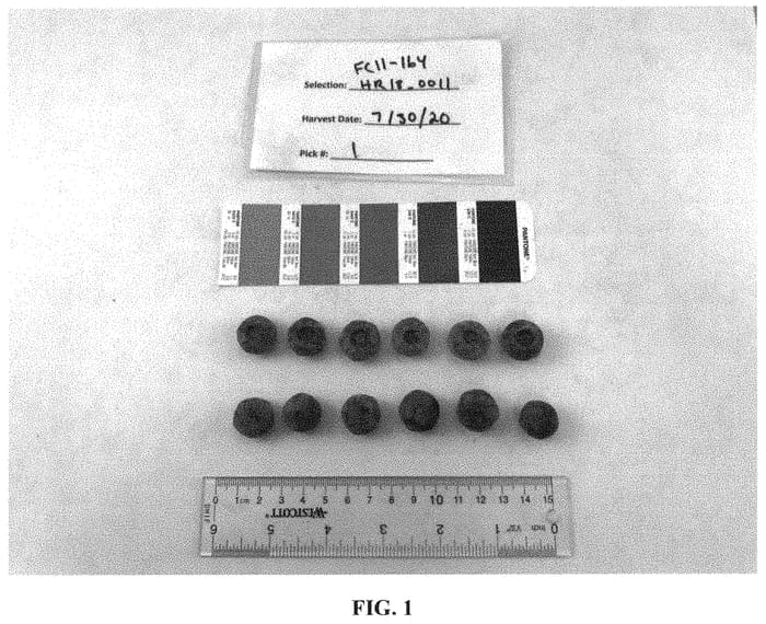 Figure 1 of US plant patent PP34903, the photograph of FC11-164 printed in the patent.