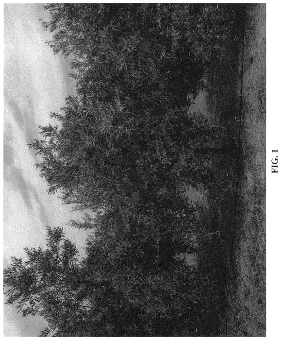 Figure 1 of US plant patent PP34904, the photograph of I-31 printed in the patent.