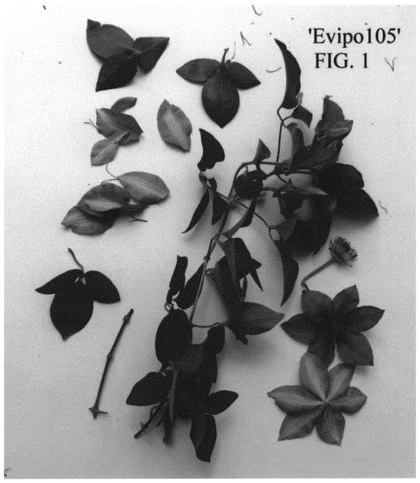 Figure 1 of US plant patent PP34905, the photograph of Evipo105 printed in the patent.