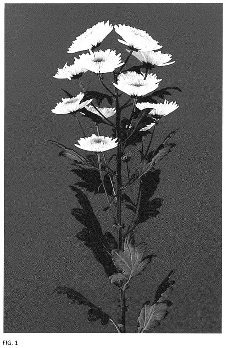 Figure 1 of US plant patent PP34906, the photograph of DLFGUAM10 printed in the patent.