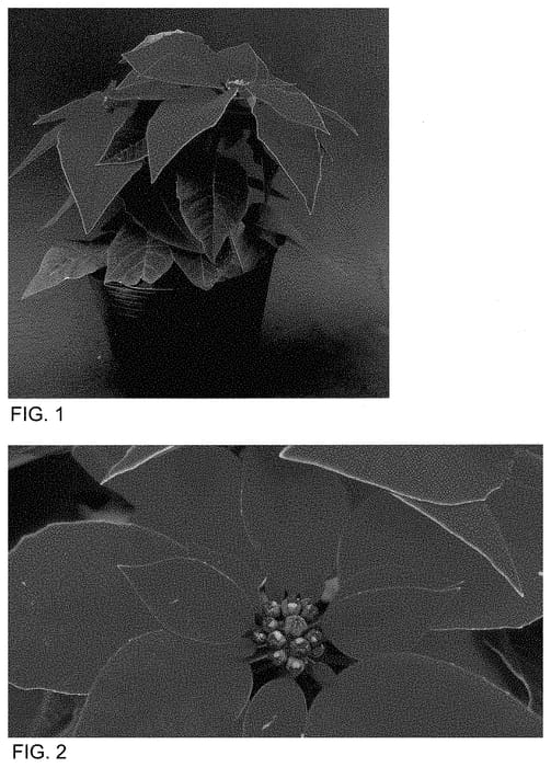 Figure 1 of US plant patent PP34907, the photograph of BONPRI 1516 printed in the patent.