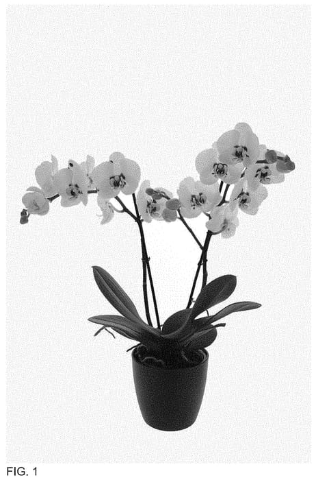 Figure 1 of US plant patent PP34908, the photograph of Diamond Sky printed in the patent.