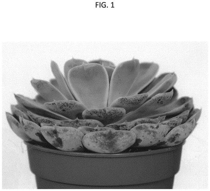 Figure 1 of US plant patent PP34909, the photograph of AMIECH2106 printed in the patent.