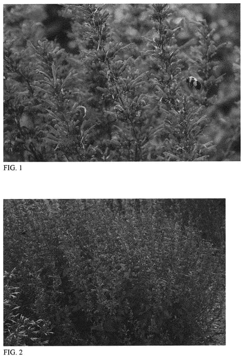 Figure 1 of US plant patent PP34910, the photograph of Royal Raspberry printed in the patent.