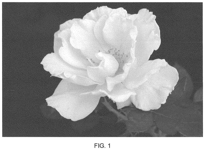 Figure 1 of US plant patent PP34911, the photograph of VLR003 printed in the patent.