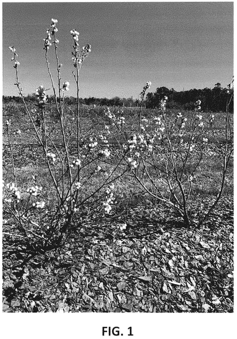 Figure 1 of US plant patent PP34912, the photograph of TH-1093 printed in the patent.
