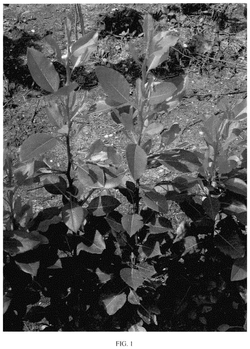 Figure 1 of US plant patent PP34913, the photograph of ViruTherm-1 printed in the patent.