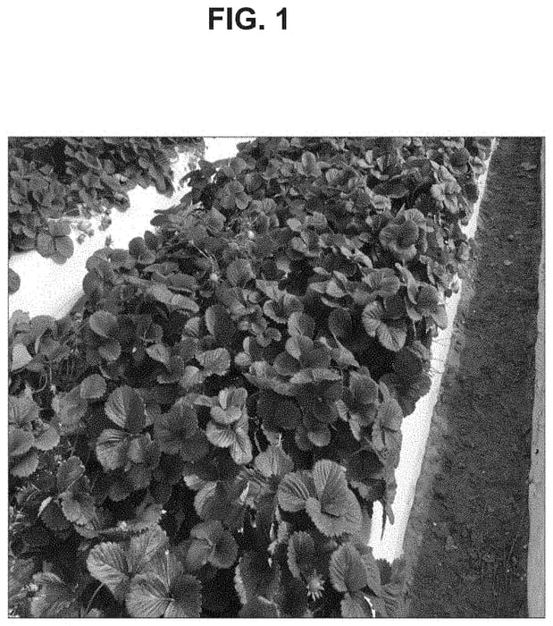Figure 1 of US plant patent PP34915, the photograph of PE-11.2171 printed in the patent.