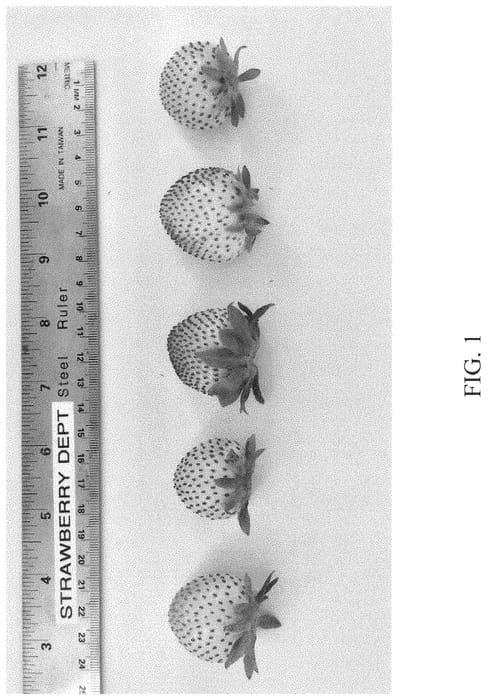 Figure 1 of US plant patent PP34916, the photograph of DrisStrawOneHundred printed in the patent.