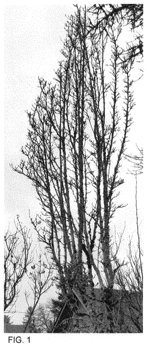 Figure 1 of US plant patent PP34917, the photograph of MJK-MC1 printed in the patent.