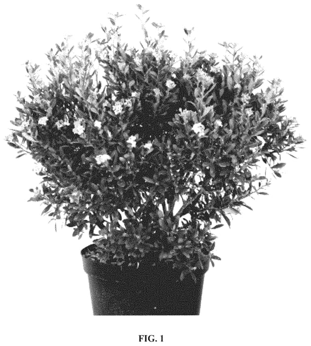 Figure 1 of US plant patent PP34918, the photograph of Blacir printed in the patent.