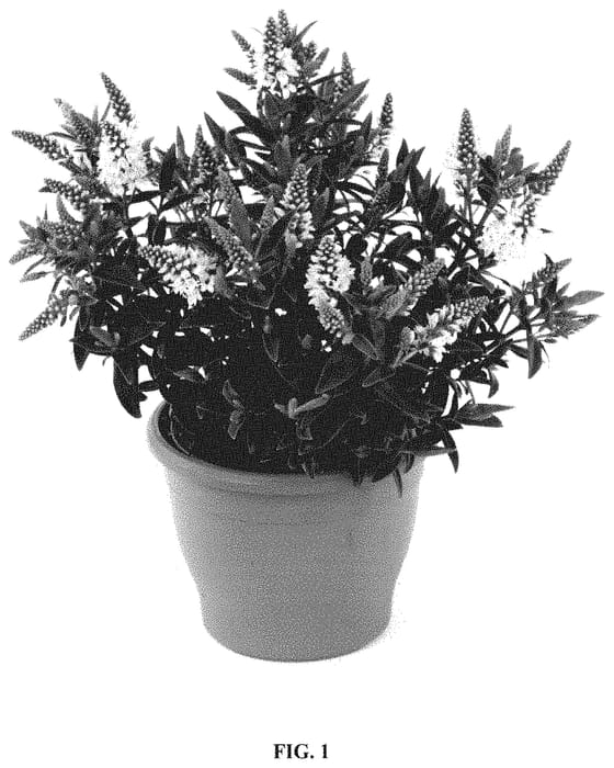 Figure 1 of US plant patent PP34919, the photograph of HL1805002 printed in the patent.