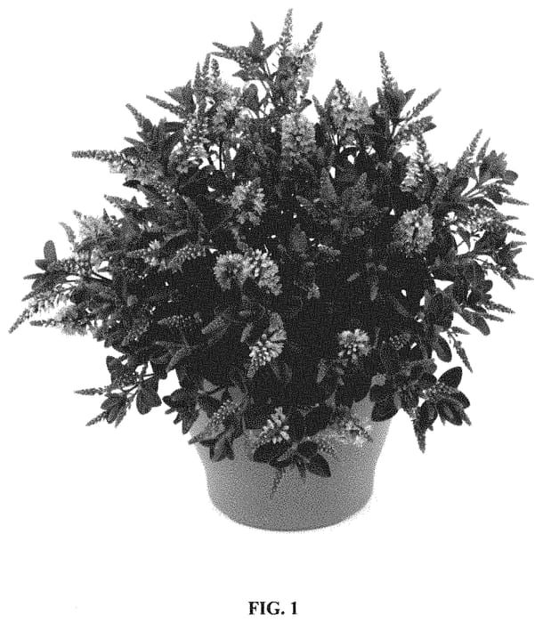 Figure 1 of US plant patent PP34920, the photograph of HM150203 printed in the patent.