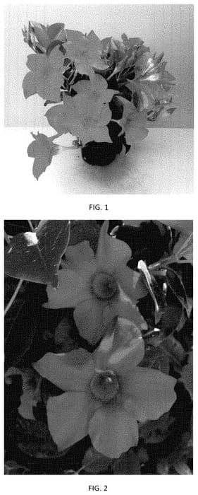Figure 1 of US plant patent PP34921, the photograph of MANZ0024 printed in the patent.