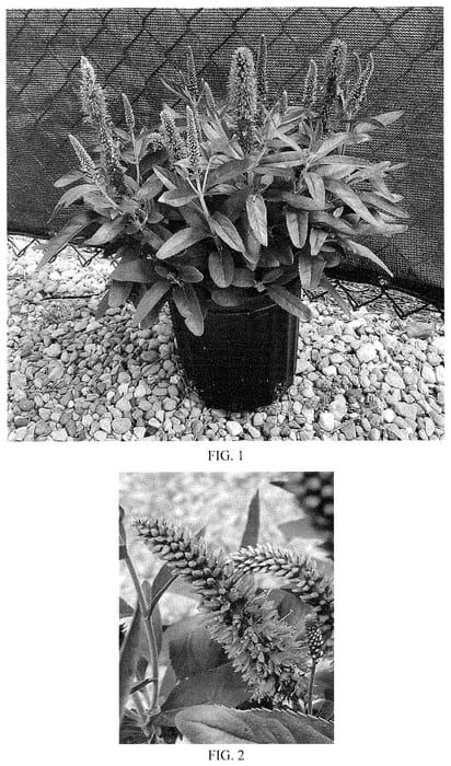 Figure 1 of US plant patent PP34922, the photograph of Balskywlue printed in the patent.