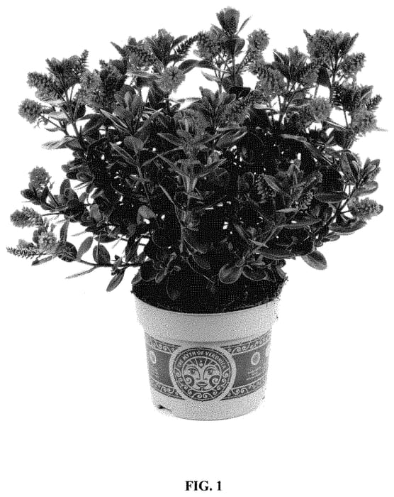 Figure 1 of US plant patent PP34923, the photograph of HM1803002 printed in the patent.
