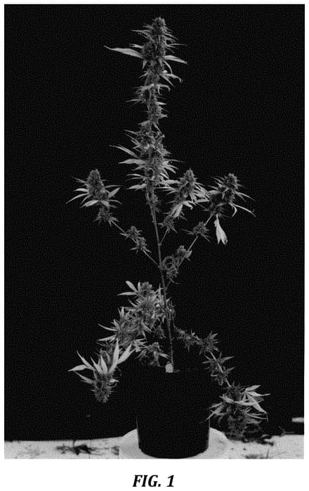 Figure 1 of US plant patent PP34924, the photograph of MOC20P01 printed in the patent.