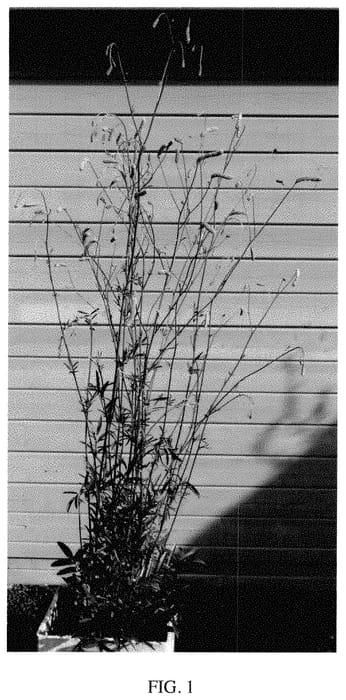 Figure 1 of US plant patent PP34925, the photograph of Sweet Dream printed in the patent.