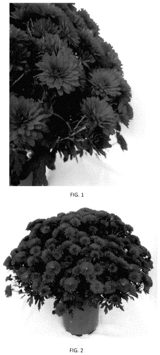 Figure 1 of US plant patent PP34926, the photograph of CIFZ0097 printed in the patent.