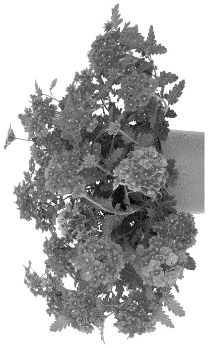 Figure 1 of US plant patent PP34927, the photograph of Doveremflacore printed in the patent.