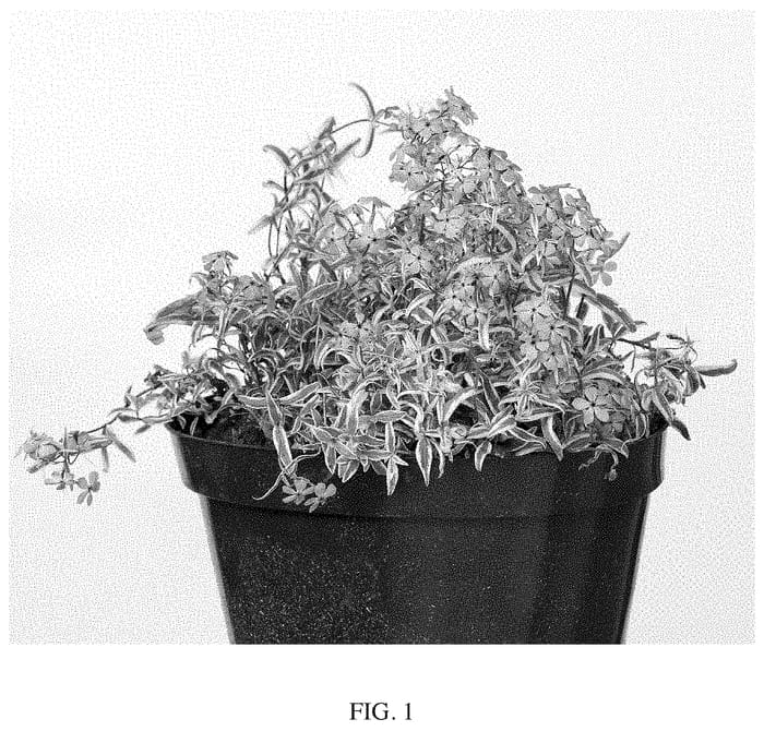 Figure 1 of US plant patent PP34928, the photograph of Blue Ribbons printed in the patent.