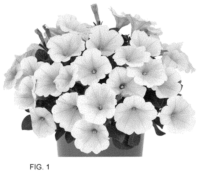 Figure 1 of US plant patent PP34929, the photograph of Dopetduraye printed in the patent.