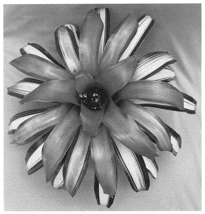 Figure 1 of US plant patent PP34930, the photograph of Goddess printed in the patent.