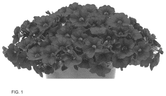 Figure 1 of US plant patent PP34931, the photograph of Docalalkodare 22 printed in the patent.