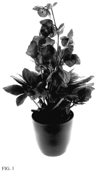 Figure 1 of US plant patent PP34932, the photograph of HL 1010 printed in the patent.