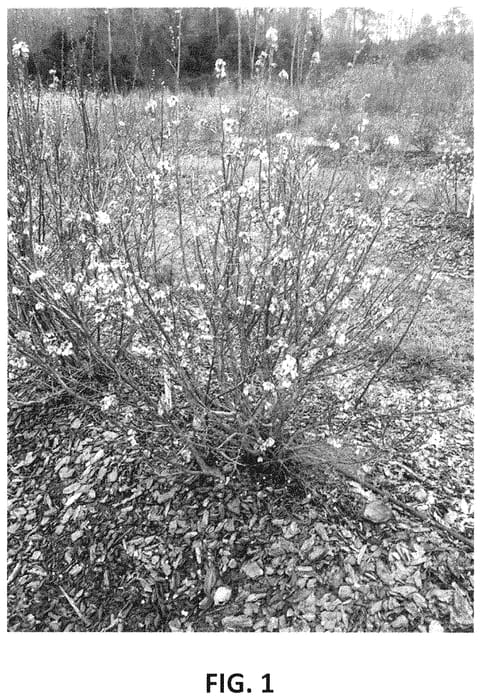 Figure 1 of US plant patent PP34934, the photograph of TO-1719 printed in the patent.