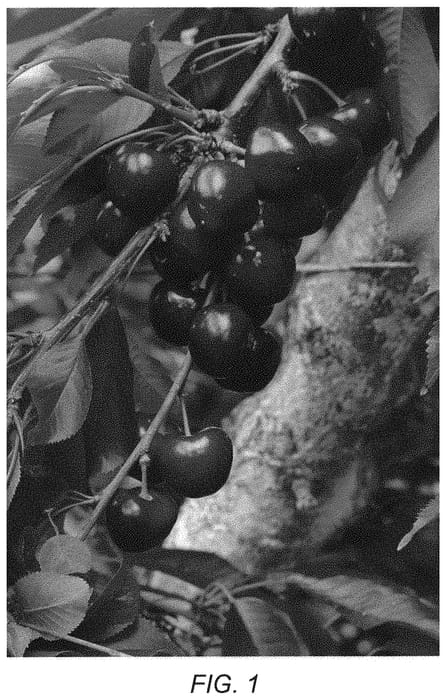 Figure 1 of US plant patent PP34935, the photograph of Prim 19 printed in the patent.